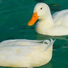 Top 3 Gold Coast Duck Parks