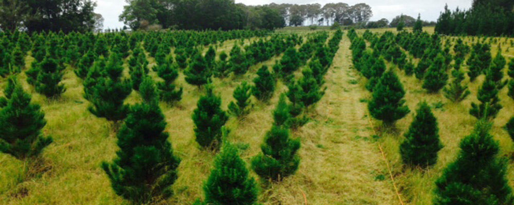Gold-Coast-Christmas-Trees-Burleigh