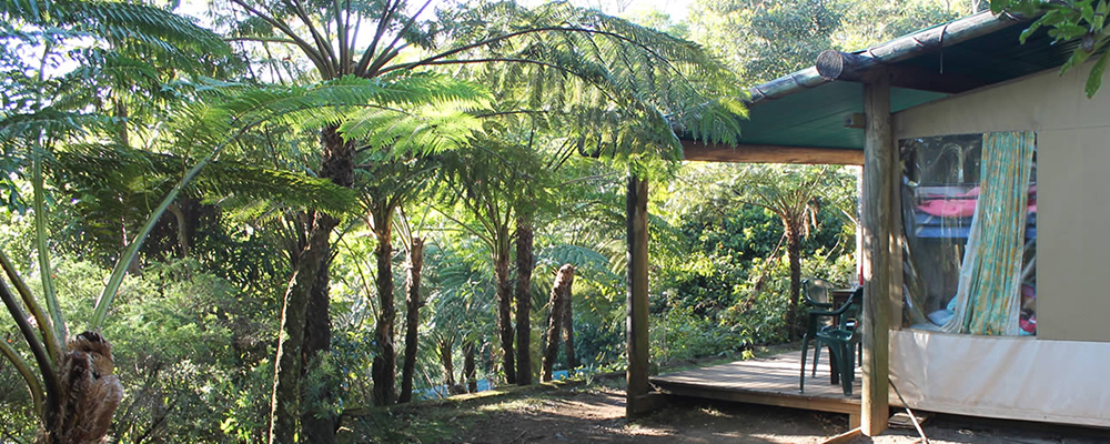 Binna-Burra-Lodge-Rainforest-Campsite